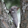 子リスとノビタキと（7月2日）