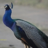 Indian Peafowl インドクジャク (インドの鳥その4)