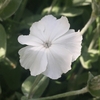 リクニス・コロナリアの花