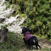 三重県三多気の桜を見に行ったけど、歩き過ぎて私の足の爪がー！