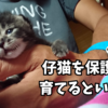 仔猫を保護して育てるということ。