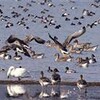 野鳥でにぎわい見せる琵琶湖（滋賀県）