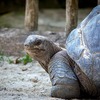 百年以上も生き続ける驚異的な生命力をもつ生き物たち【ロブスターには寿命すらない？】