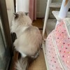 ふくちゃん大きな鳥とご対面