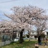 満開の桜とコロナ禍。