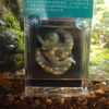 2018/6/8　きょうのヒダサンショウウオ卵のう