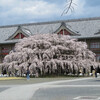 天理のしだれ桜、山の辺の道