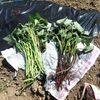 サツマイモ蔓を植えて、スイカ、ピーマン類も定植した