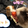 いちごの日！モルモットも大好き！みんなにあげてみた！
