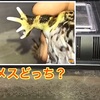 クランウェルツノガエルとコバエ対策