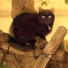 暗闇の黒猫