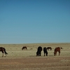 モンゴル観測記【学生レポート②】