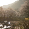 郡上　桜並木