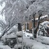 １２月１６日（金）昨夜から降り続く雪、ついに来たか、原発を止めた裁判長、原発をとめる農家たち