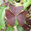 Oxalis triangularis