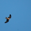 キバシトビ Yellow-billed Kite