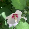 都筑の森　セミの大合唱
