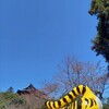 今日から信貴山～伏見、仁和寺、東寺へ