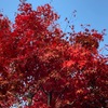津久井湖・城山公園の秋！(2022/11/14)