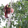 ベニフウチョウ Red Bird of Paradise 2