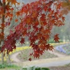 紅葉めぐり、のうがた福智山ろく花公園