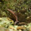 ハコネサンショウウオ Onychodactylus japonicus