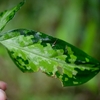 Aglaonema pictum"RGM"JCS from P.Nias【AZ0819-5】