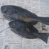 【グレのフカセ釣り】仕掛けと餌は？撒き餌の同調って何？タナはどうするの？