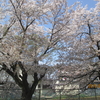 花粉症なのか、風邪なのか