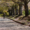 桜　追っかけ