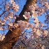 桜が、綺麗に咲いています　より。
