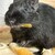 くろごまあん二世 494日目