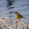 リアル鳥展イン野川