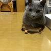 猫多頭飼いの日常：医療の日【猫さんと暮らす】