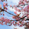 春の陽気はポリ着物で河津桜を見に行く
