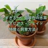 美しすぎる翡翠色の水草！アヌビアス・ジェイドの特徴と飼育方法！