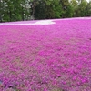 【野木町】若の原農村公園【芝桜の名所】