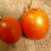 水耕栽培ミニトマト　今晩は２つ収穫できました