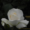 薔薇園　rose　garden　新宿御苑　2012③