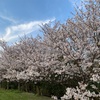 夕暮れ桜