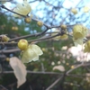 白梅の花、蝋梅の花