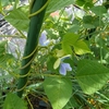 秋人参と秋じゃがいもの土作り(動画あり)／小玉スイカ4、5こ目／四角豆の花実(栽培動画あり)