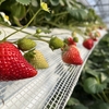 完熟いちご🍓狩り情報 ４月８日(土)本日は開園日です‼️😊🍀✨受付は「ネット予約」のお客様のみとなります🙏🙇🏻