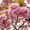 八重桜でお花見