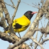 Black-hooded Oriole ズグロコウライウグイス（インドの鳥その53）