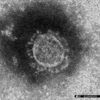 感染者数が10分の1に？なぜミャンマーのコロナ感染者は減ったのか