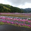 横津海の芝桜