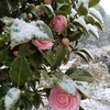お彼岸の雪　＊　平櫛田中美術館と寄り道さんぽ