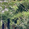 ネムの花とリンドウが咲き始めました