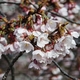 兼六園「椿寒桜」